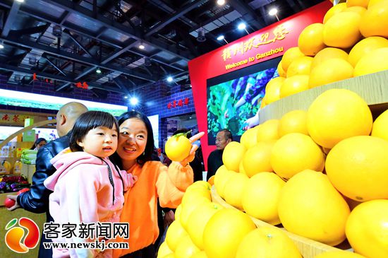  赣南脐橙“跑火”第十七届中国国际农产品交易会