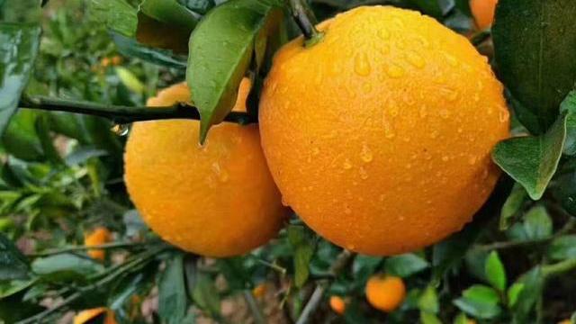 市场上的橙子千千万万，赣南脐橙凭什么一枝独秀？
