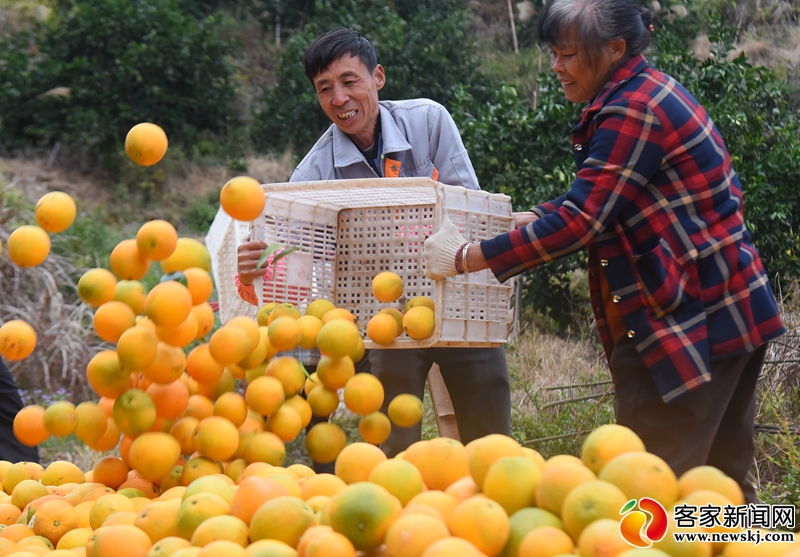 网红主播走进信丰传递“橙熟的喜悦”