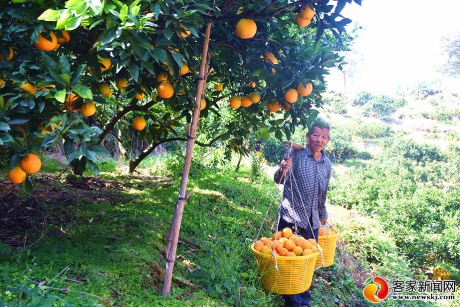 赣南橙园惹人醉 脐橙香里说丰年