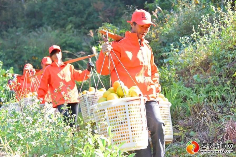 赣南橙园惹人醉 脐橙香里说丰年