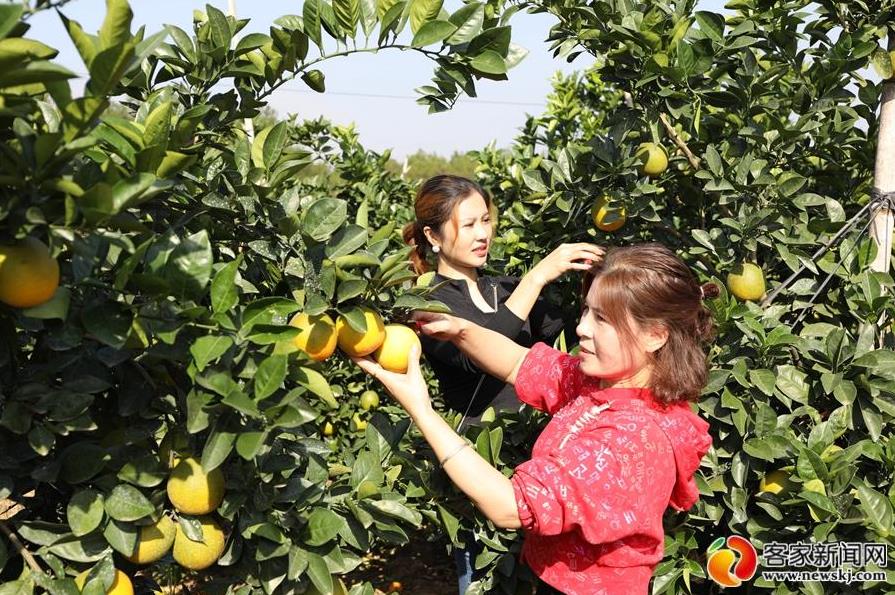 赣南脐橙开采日 橙乡人民笑眯眯