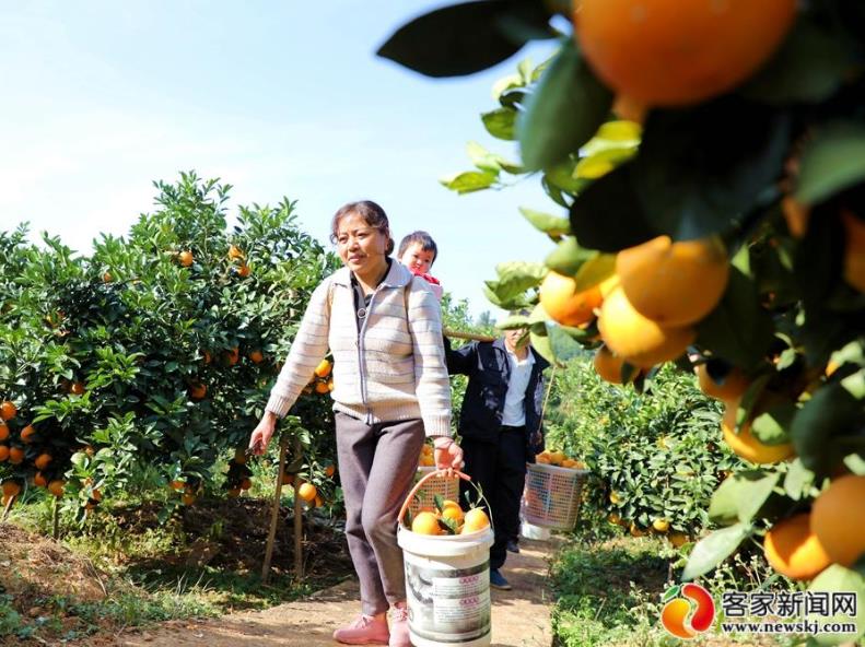 脐橙香里说丰年 赣南景色惹人醉