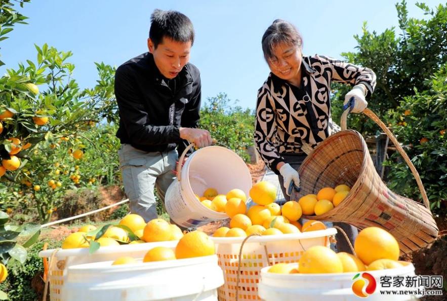 脐橙香里说丰年 赣南景色惹人醉