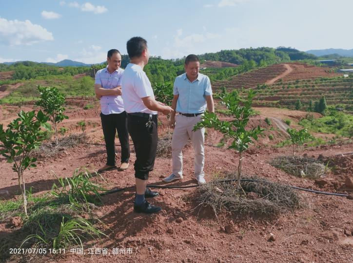 大塘埠镇果茶站在光甫村指导标准果园建设工作