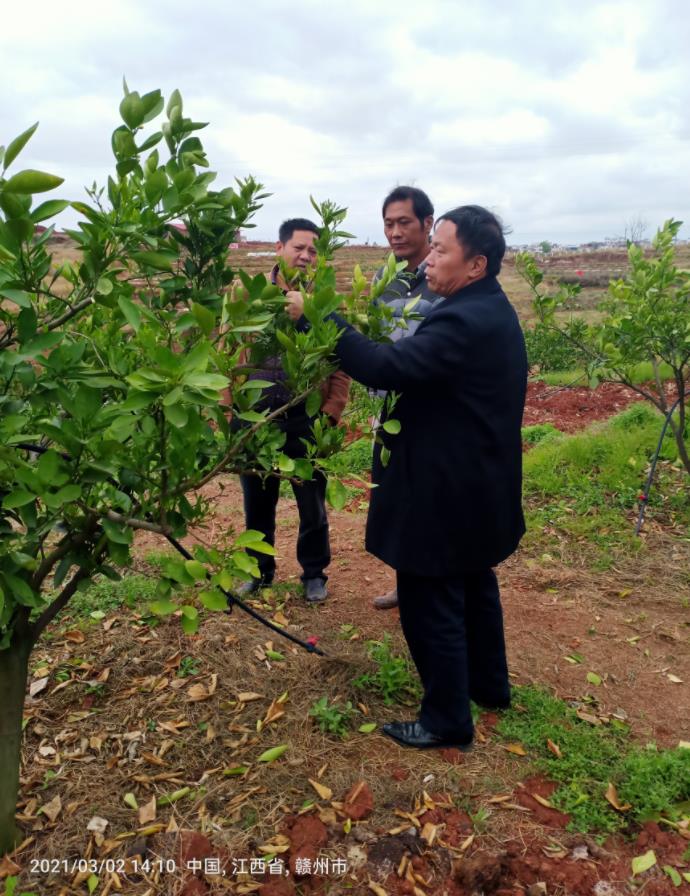 大塘埠镇指导脐橙春季管理技术