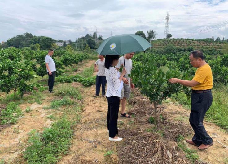 县果业发展服务中心在油山镇果园指导木虱防控工作