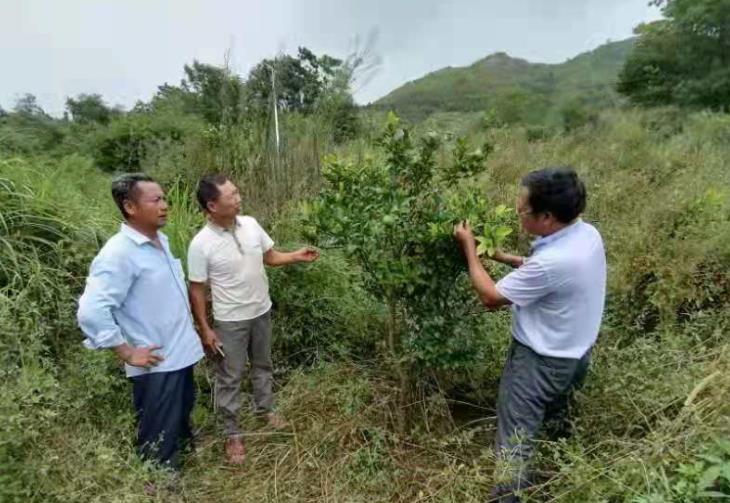 县果业中心在西牛镇小江镇果园指导木虱防控工作