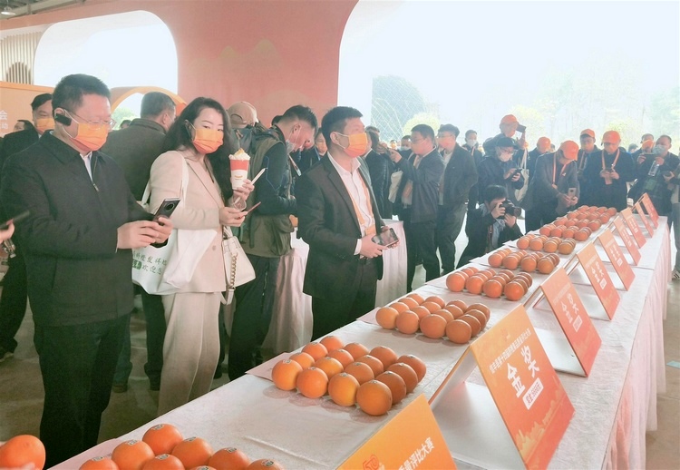  2021赣南脐橙博览会暨赣南脐橙产业发展五十周年纪念活动在“赣南脐橙发祥地”信丰启动