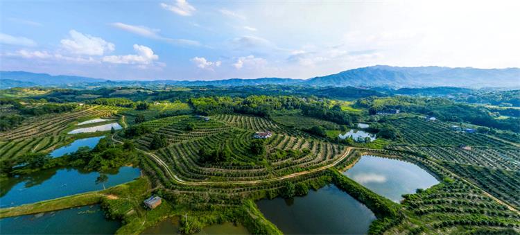 信丰用心打造良“橙”美景 信丰用心打造良“橙”美景