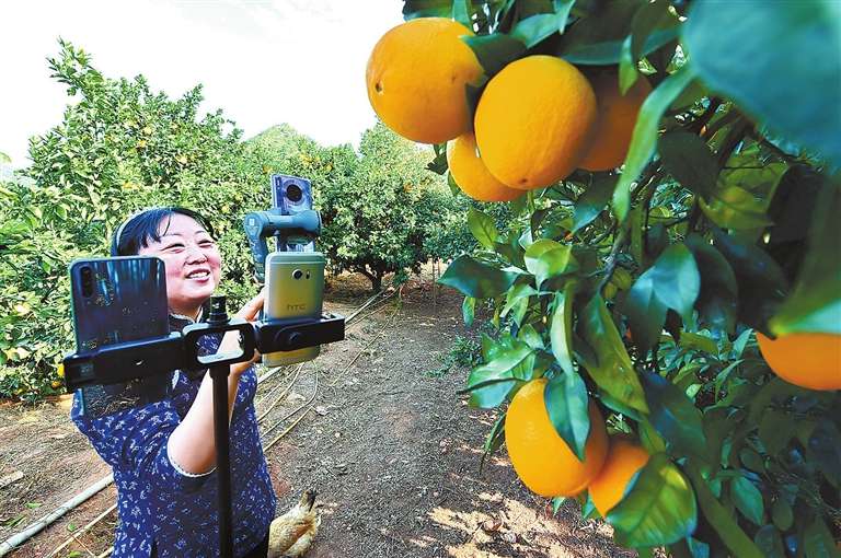 “寄递+电商” 助力赣南脐橙香飘四海