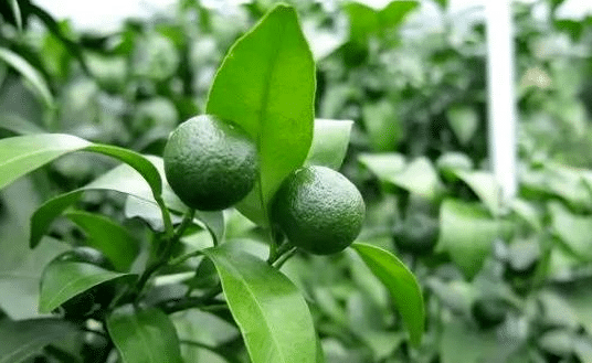 ​​【果技精选】柑橘夏季保果的4项关键技术