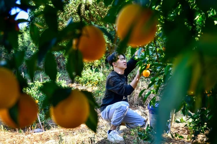  龙南“赣南早”脐橙迎丰收