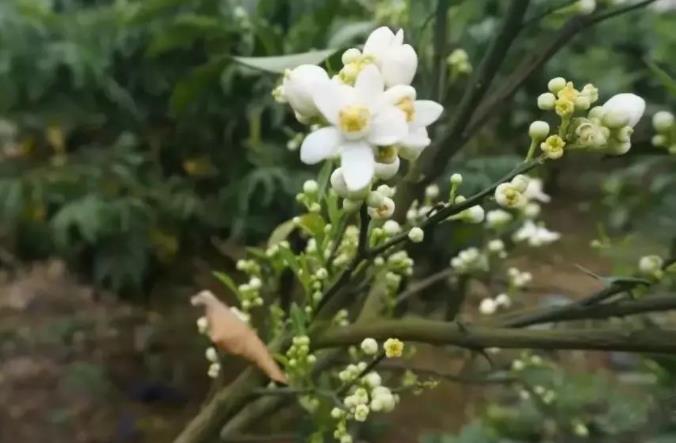【果技精选】开花期，柑橘有梢无花、有花无梢是何解？