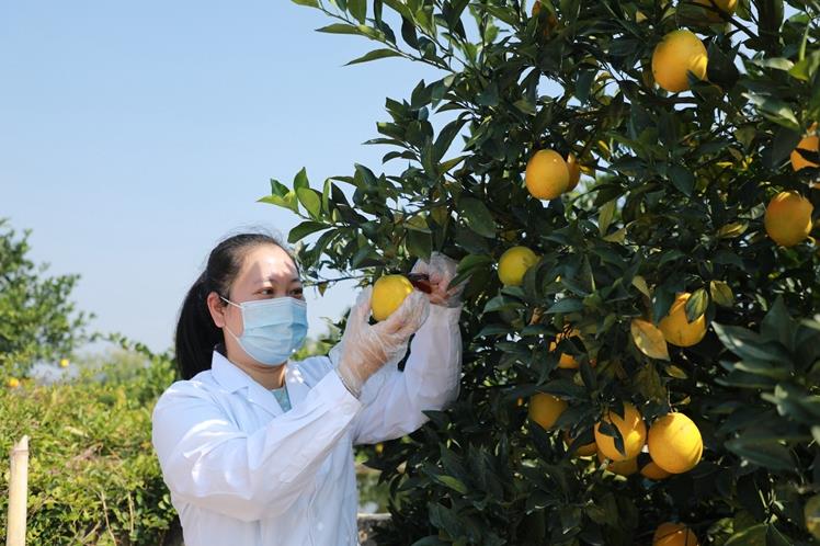 全南：开展脐橙质量抽检 确保脐橙安全上市