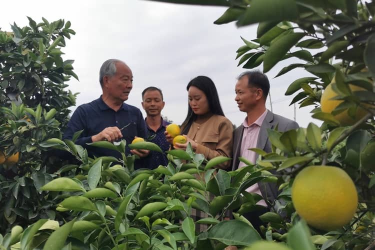 今天，赣南脐橙开摘！