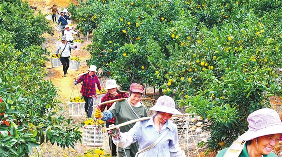 赣南脐橙采摘上市