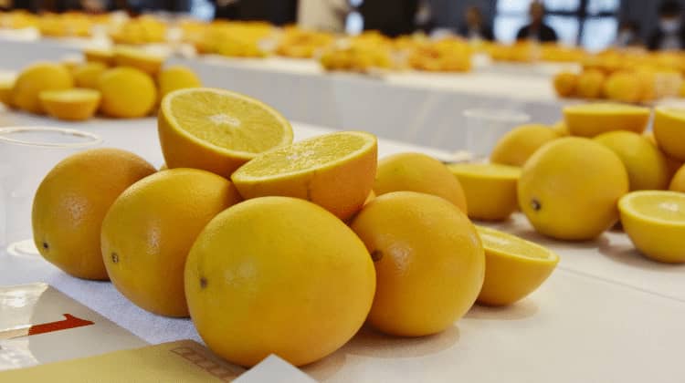 信丰县举办脐橙果品质量评比大赛
